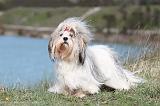 LHASSA APSO 076